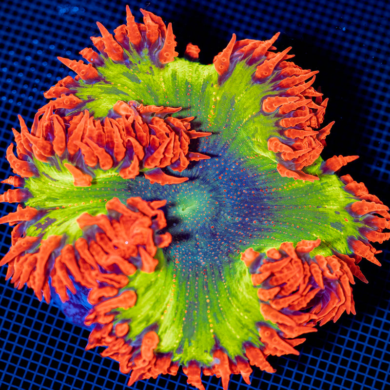 Ultra Rock Flower Anemone with colorful oral disc in reef aquarium