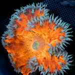Ultra Rock Flower Anemone with colorful oral disc in reef aquarium