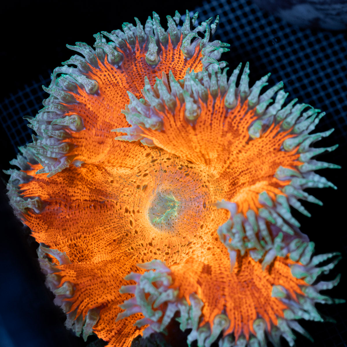 Ultra Rock Flower Anemone with colorful oral disc in reef aquarium