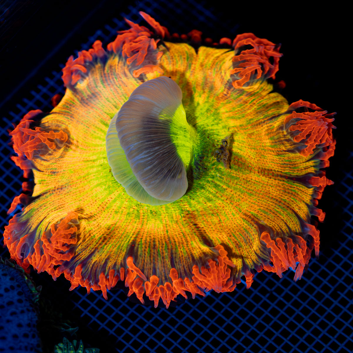 Ultra Rock Flower Anemone with colorful oral disc in reef aquarium