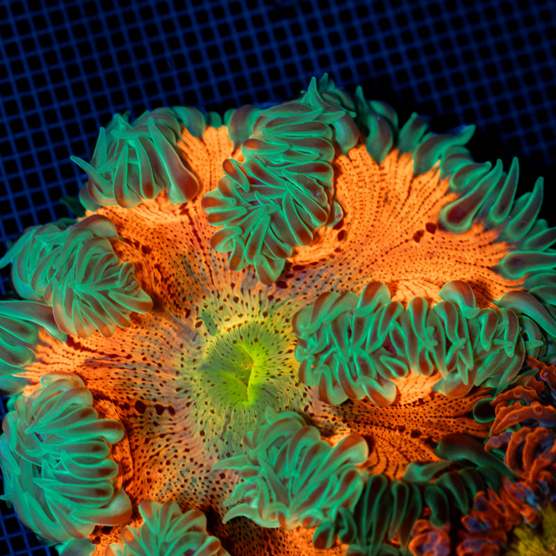 Ultra Rock Flower Anemone with colorful oral disc in reef aquarium