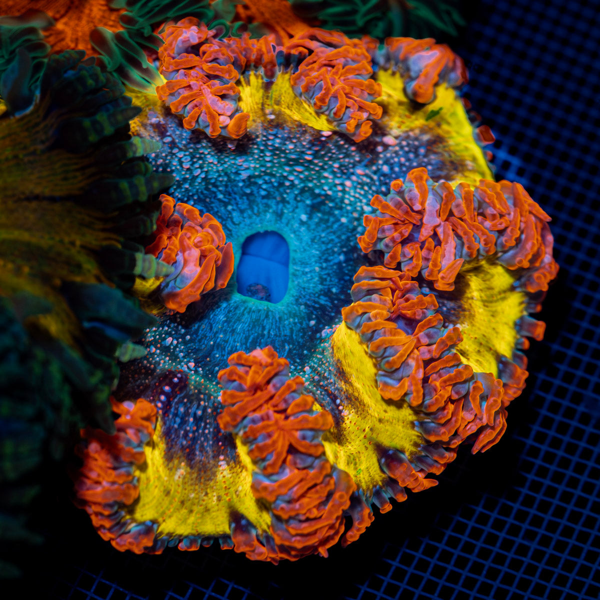 Ultra Rock Flower Anemone with colorful oral disc in reef aquarium
