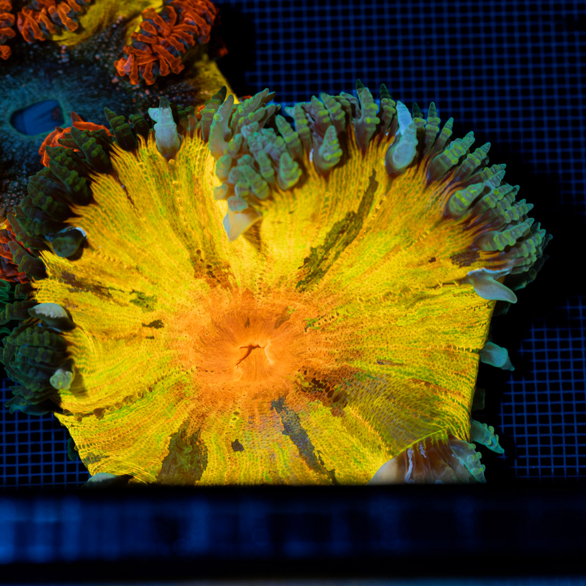Ultra Rock Flower Anemone with colorful oral disc in reef aquarium