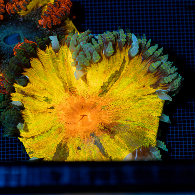 Ultra Rock Flower Anemone with colorful oral disc in reef aquarium