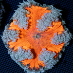 Ultra Rock Flower Anemone with colorful oral disc in reef aquarium