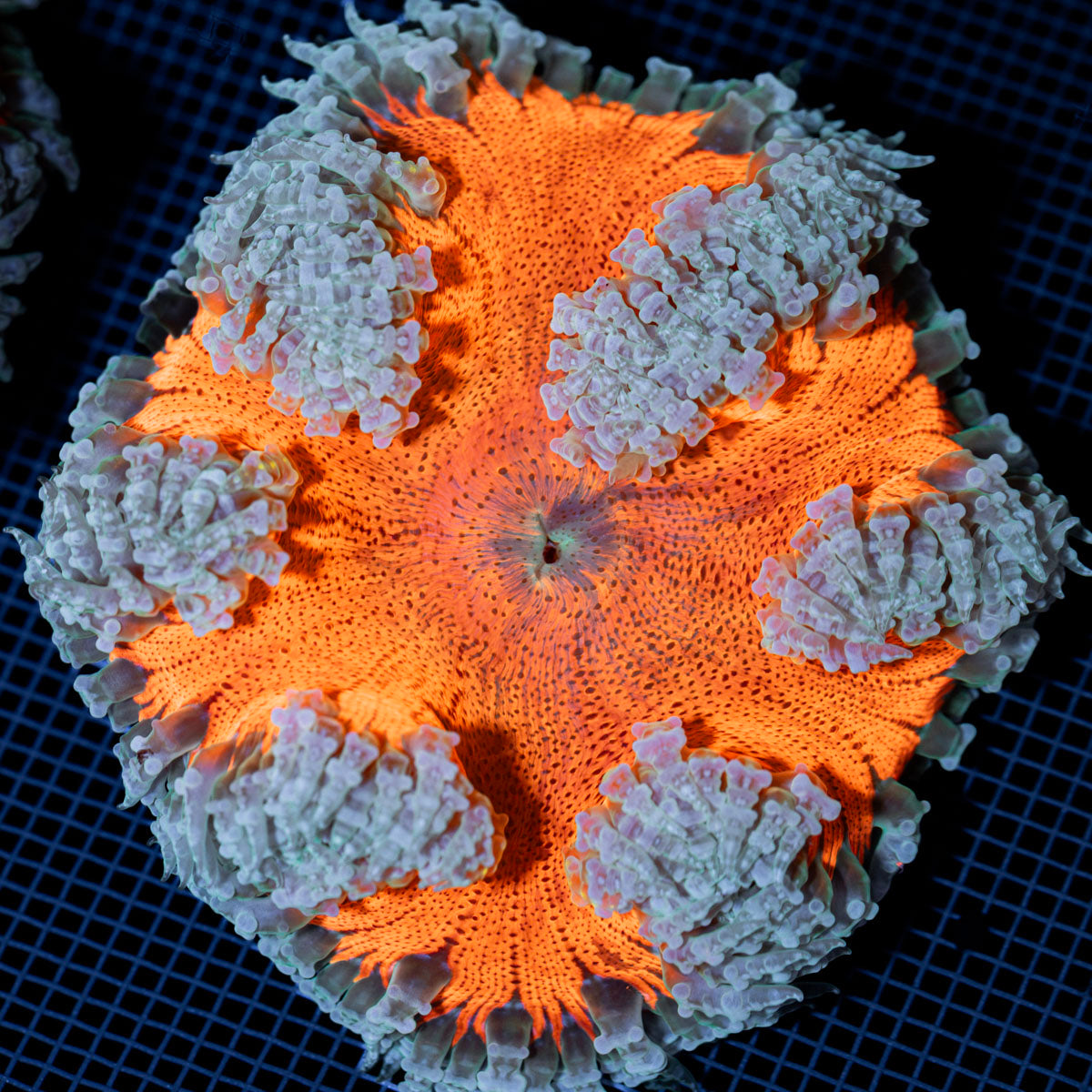 Ultra Rock Flower Anemone with colorful oral disc in reef aquarium