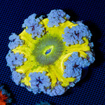 Ultra Rock Flower Anemone with colorful oral disc in reef aquarium