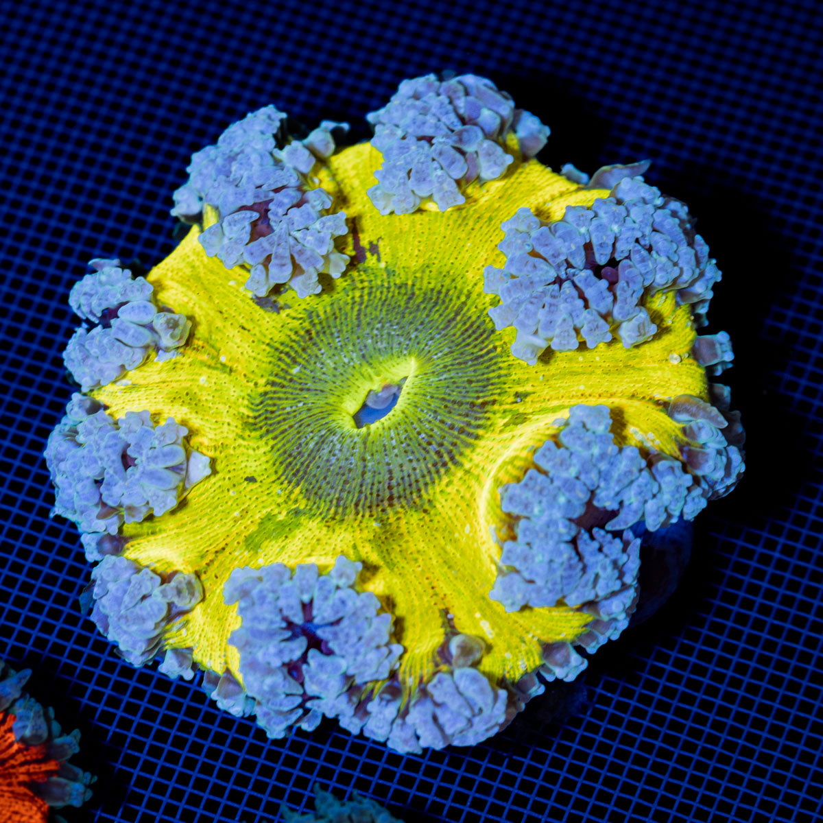 Ultra Rock Flower Anemone with colorful oral disc in reef aquarium