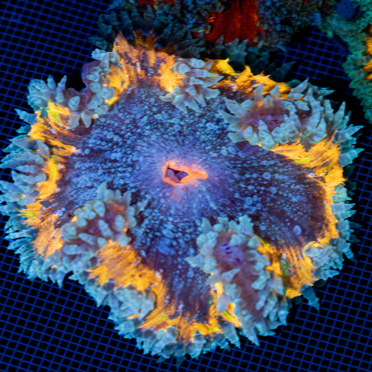 Ultra Rock Flower Anemone with colorful oral disc in reef aquarium