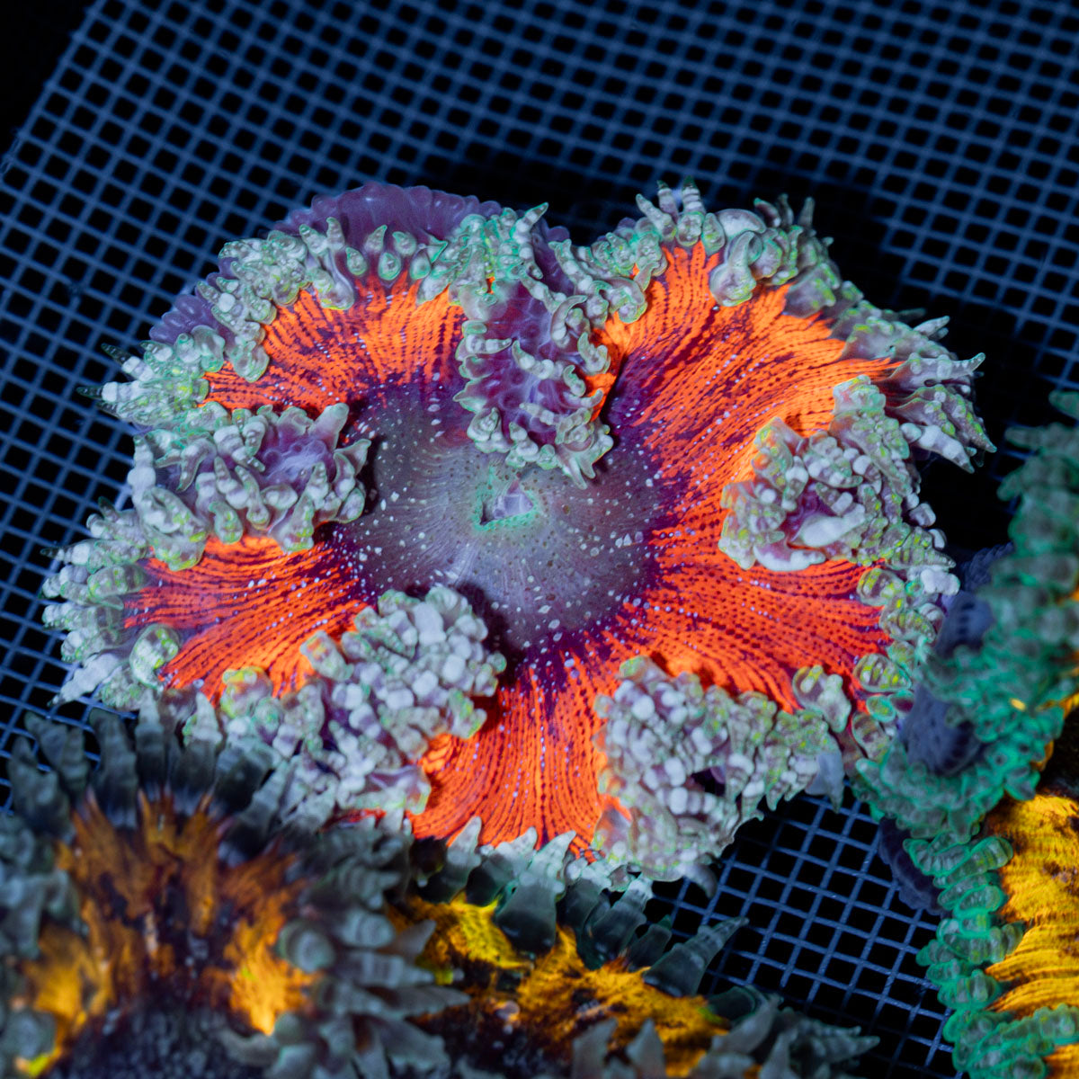 Ultra Rock Flower Anemone with colorful oral disc in reef aquarium