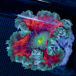 Ultra Rock Flower Anemone showcasing its colorful oral disc in reef aquarium
