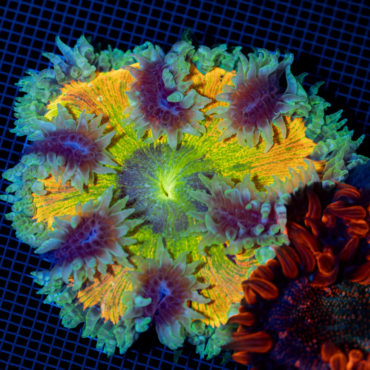 Ultra Rock Flower Anemone with colorful oral disc in reef aquarium