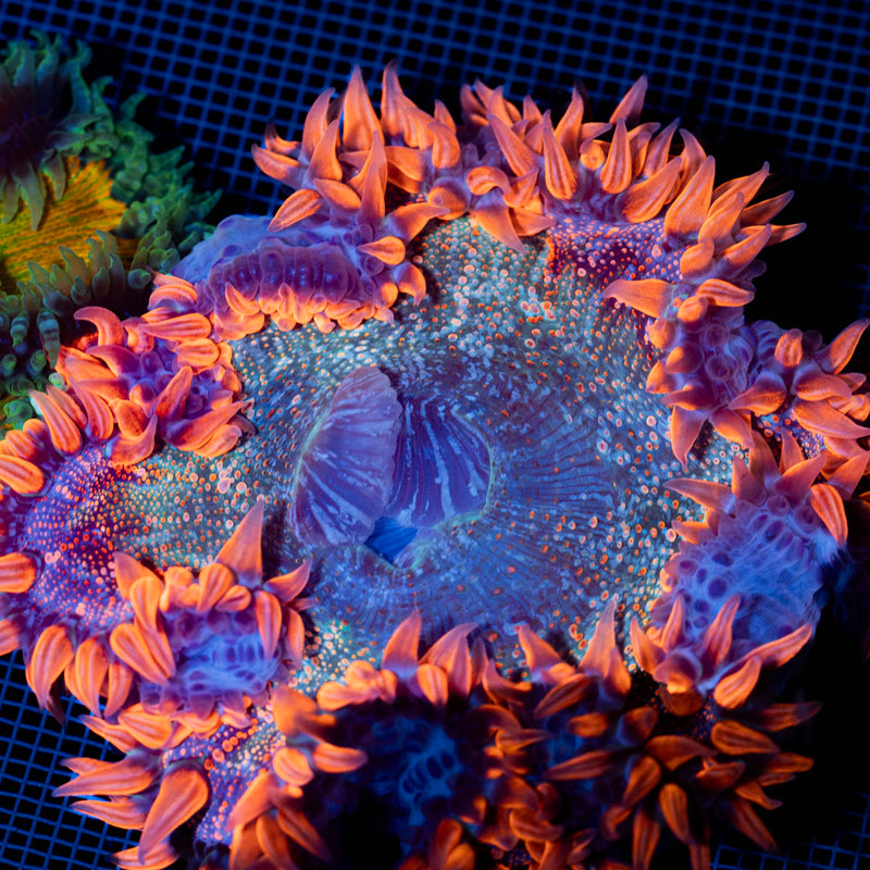 Ultra Rock Flower Anemone with colorful oral disc in reef aquarium