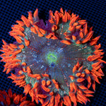 Ultra Rock Flower Anemone with colorful oral disc in reef aquarium