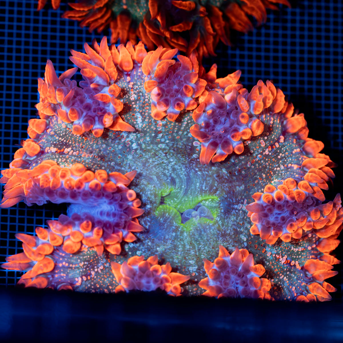 Ultra Rock Flower Anemone with colorful oral disc in reef aquarium