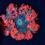 Ultra Rock Flower Anemone with colorful oral disc in reef aquarium