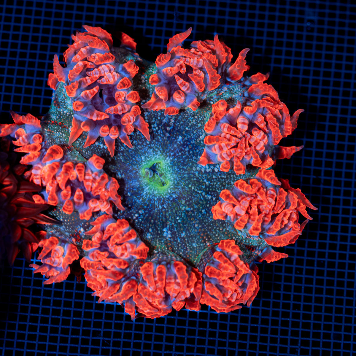Ultra Rock Flower Anemone with colorful oral disc in reef aquarium