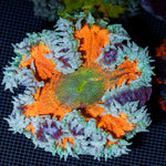 Ultra Rock Flower Anemone with colorful oral disc in reef aquarium