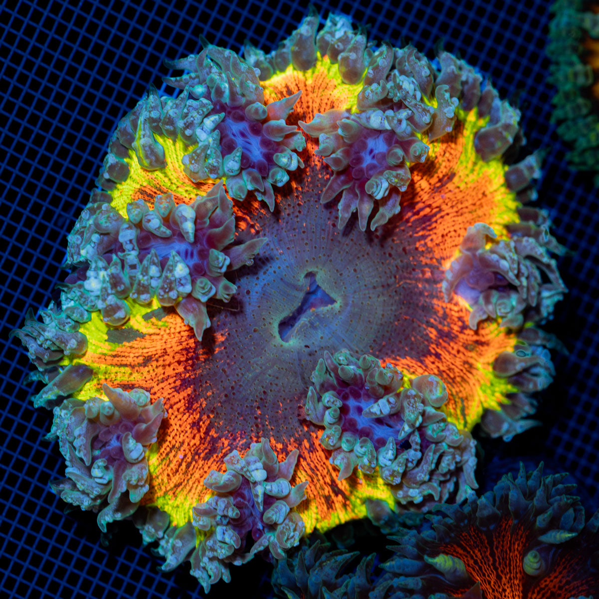 Ultra Rock Flower Anemone with colorful oral disc in reef aquarium