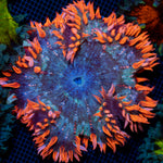 Ultra Rock Flower Anemone with colorful oral disc in reef aquarium