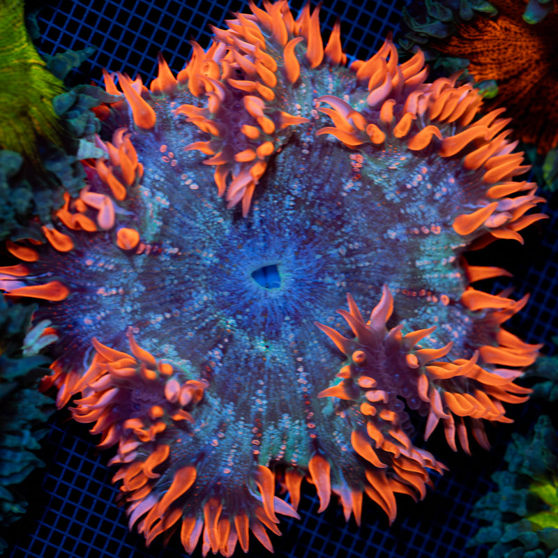 Ultra Rock Flower Anemone with colorful oral disc in reef aquarium