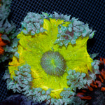 Ultra Rock Flower Anemone with colorful oral disc in reef aquarium