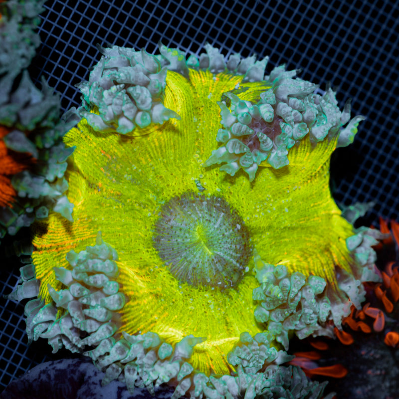 Ultra Rock Flower Anemone with colorful oral disc in reef aquarium