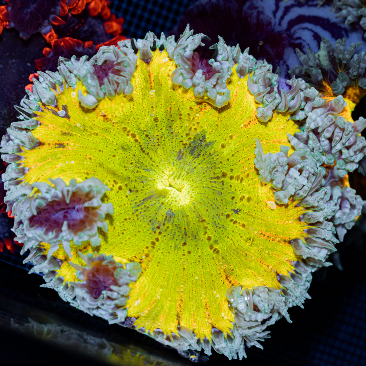 Ultra Rock Flower Anemone with colorful oral disc in reef aquarium