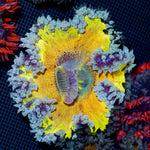 Ultra Rock Flower Anemone with colorful oral disc in reef aquarium