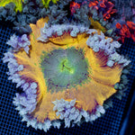 Ultra Rock Flower Anemone with colorful oral disc in reef aquarium
