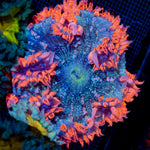 Ultra Rock Flower Anemone with colorful oral disc in reef aquarium