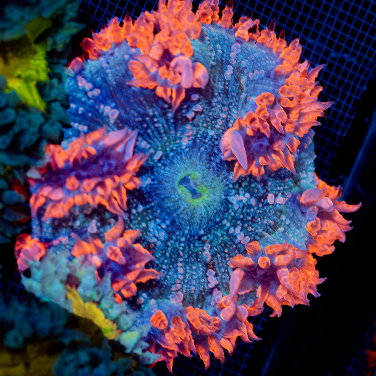 Ultra Rock Flower Anemone with colorful oral disc in reef aquarium