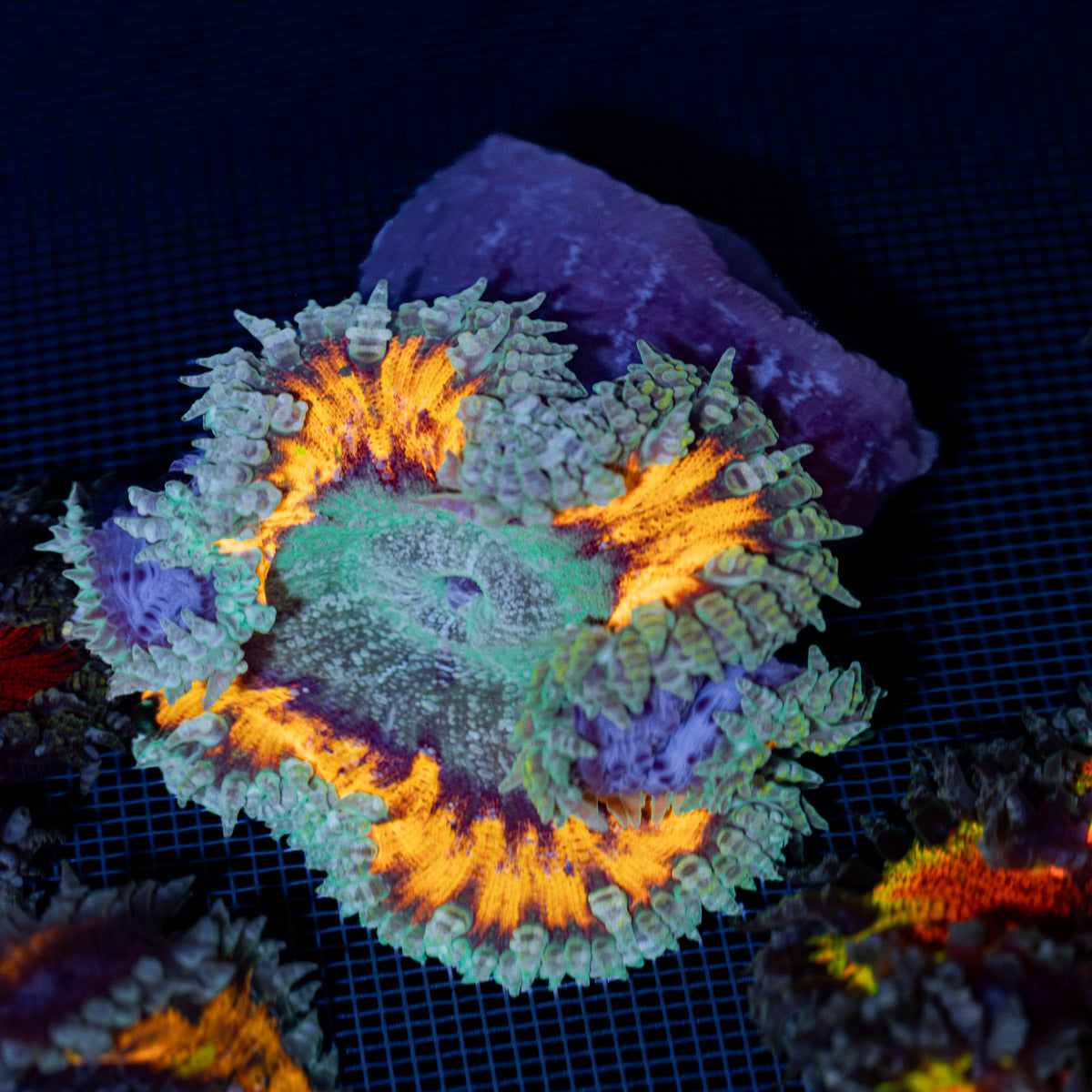 Ultra Rock Flower Anemone with colorful oral disc in reef aquarium