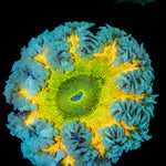 Rock Flower Anemone with oral disc in reef aquarium