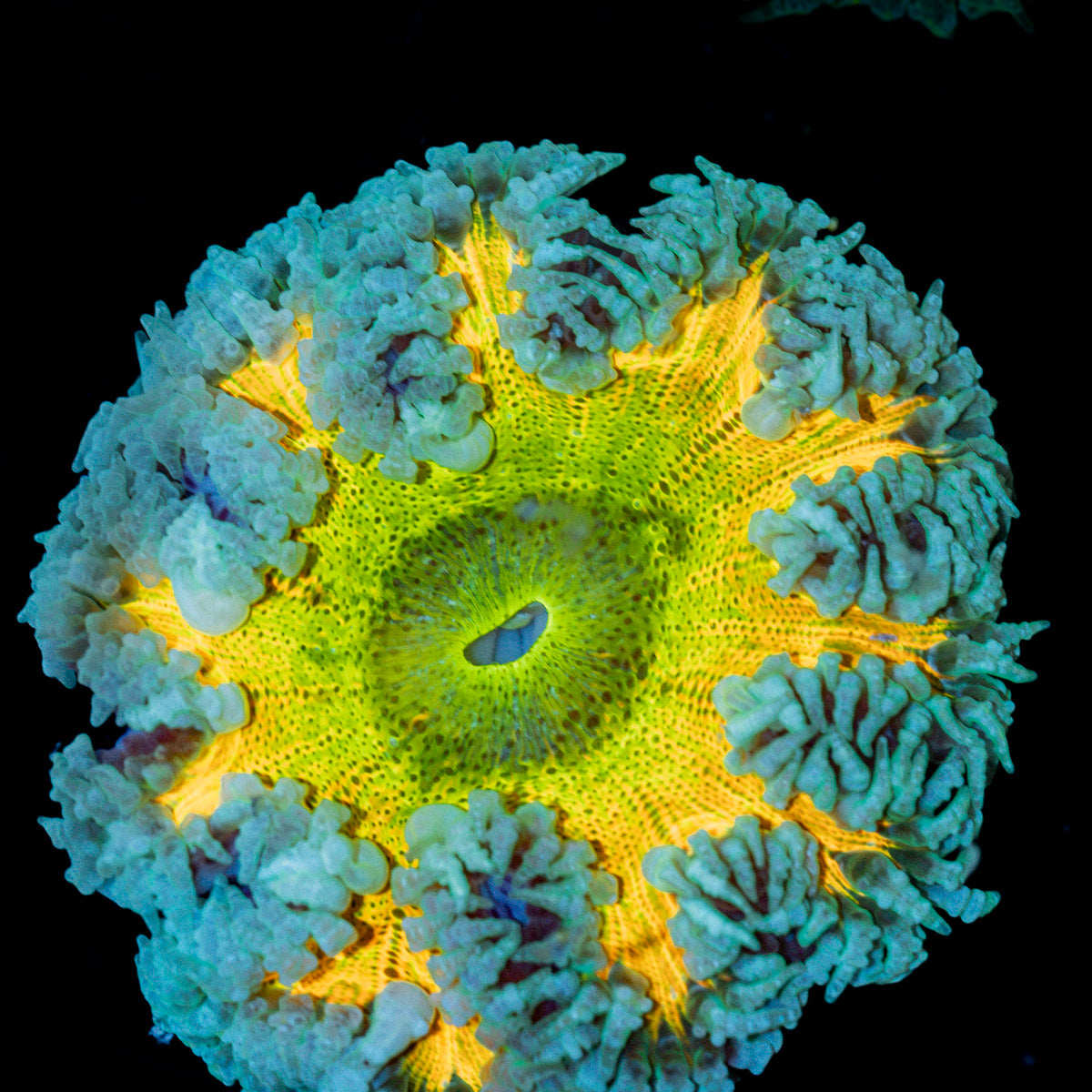 Rock Flower Anemone with oral disc in reef aquarium