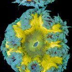 Rock Flower Anemone with oral disc in reef aquarium