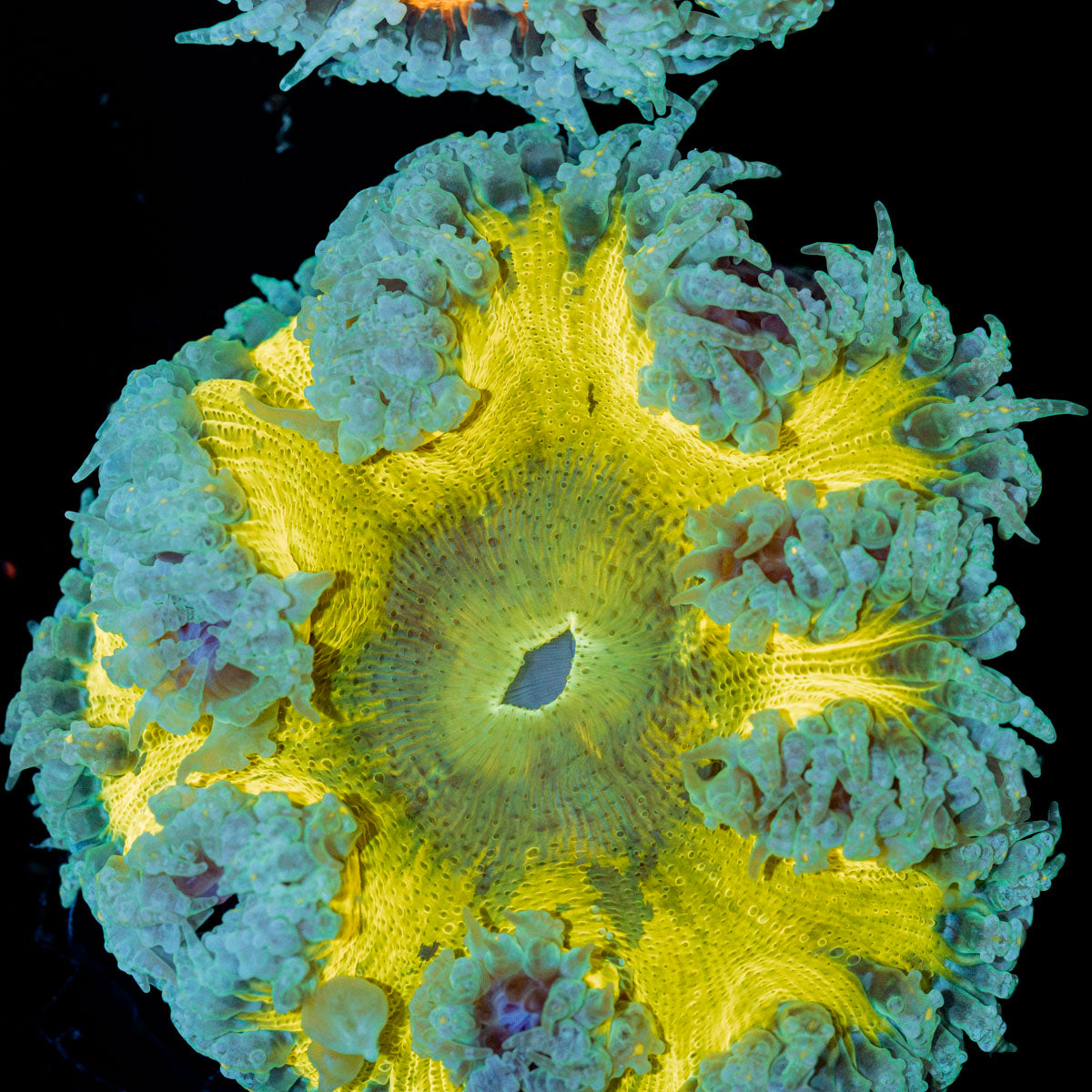 Rock Flower Anemone with oral disc in reef aquarium