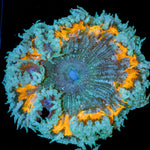 Rock Flower Anemone with oral disc in reef aquarium