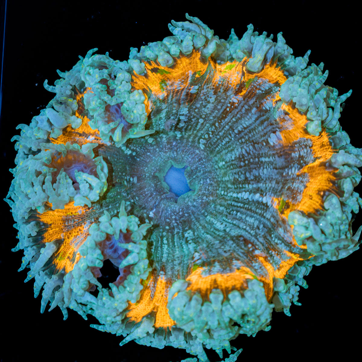 Rock Flower Anemone with oral disc in reef aquarium