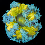 Rock Flower Anemone with oral disc in reef aquarium