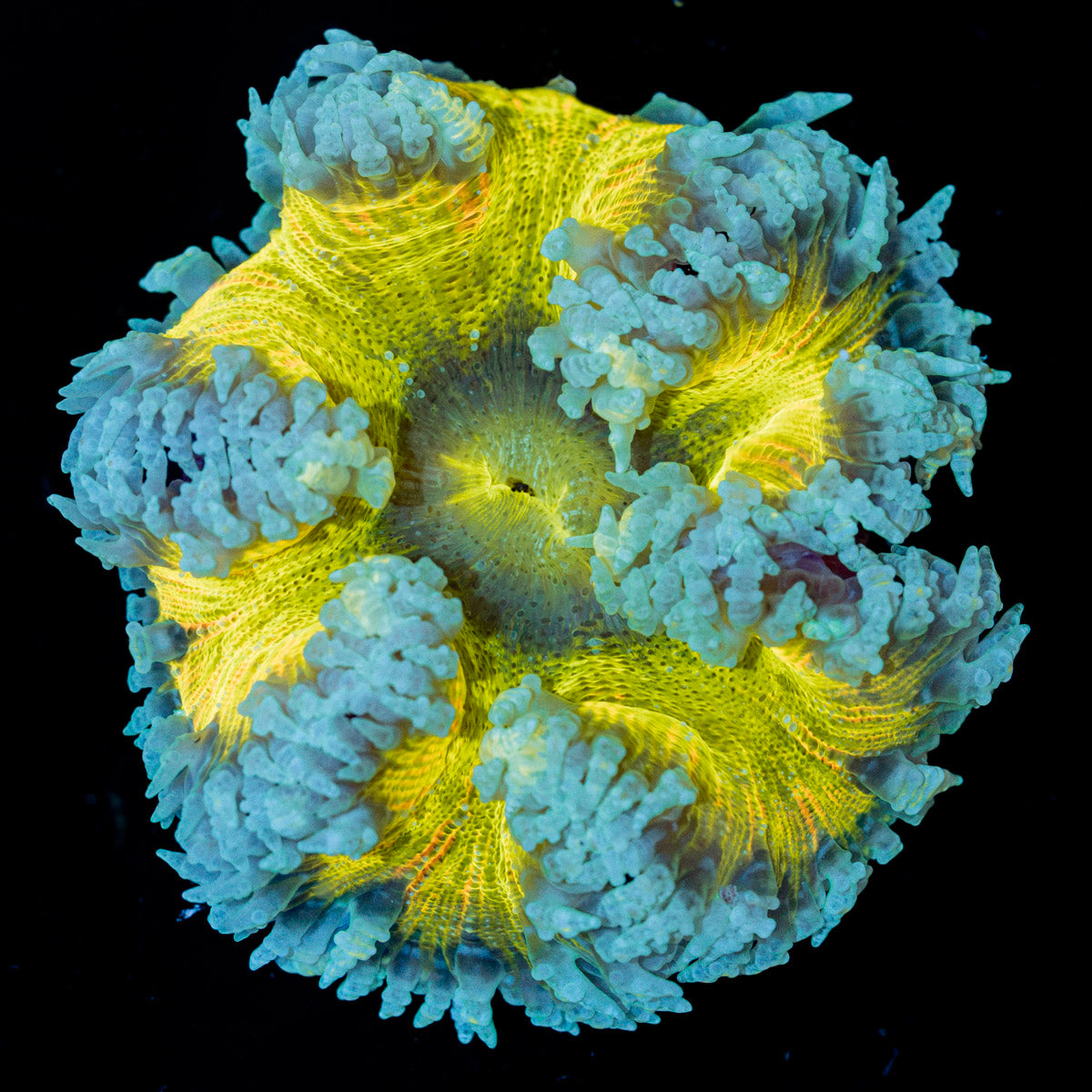 Rock Flower Anemone with oral disc in reef aquarium