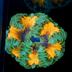 Rock Flower Anemone with oral disc in reef aquarium
