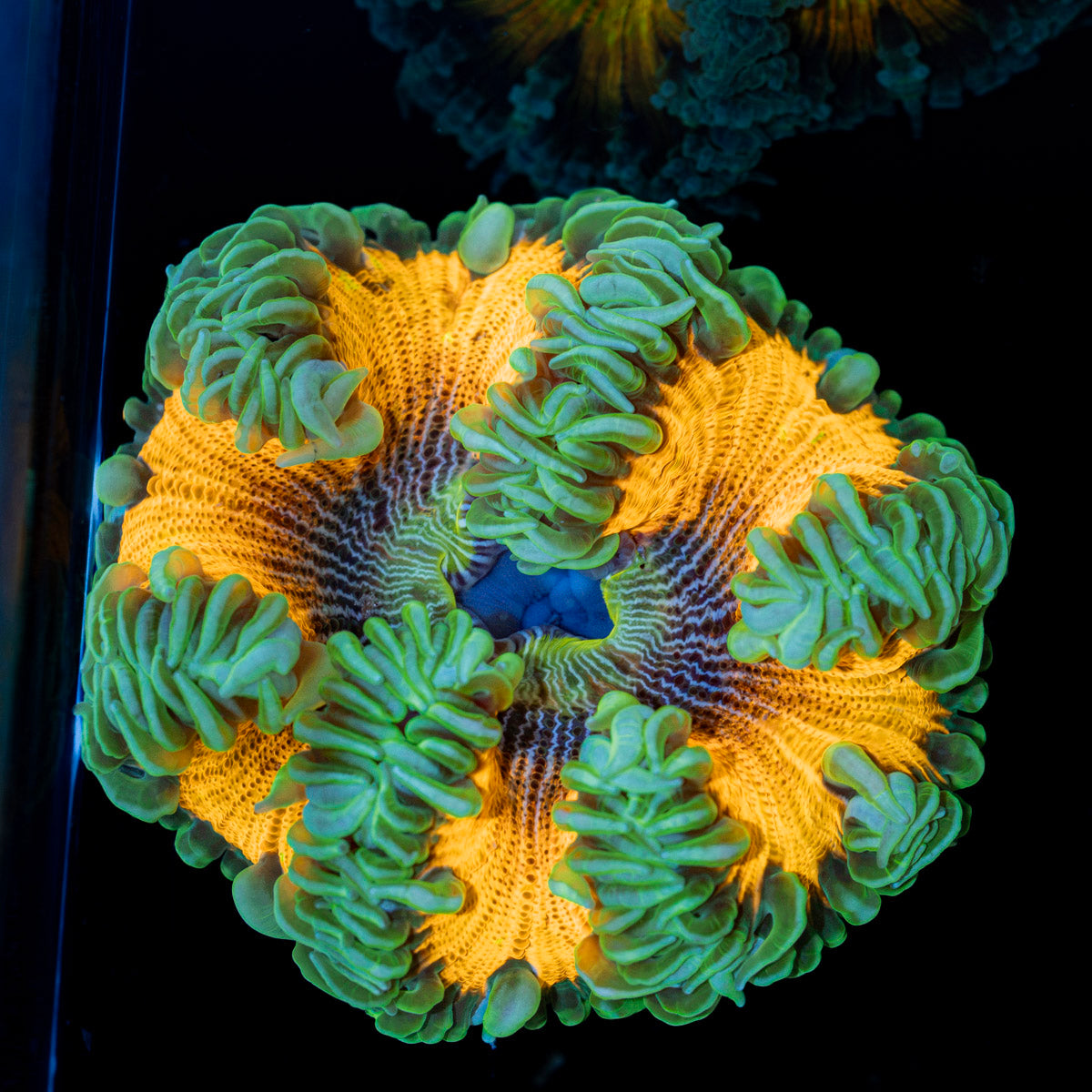 Rock Flower Anemone with oral disc in reef aquarium