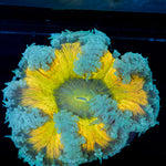 Rock Flower Anemone with oral disc in reef aquarium