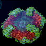 Rock Flower Anemone with oral disc in reef aquarium