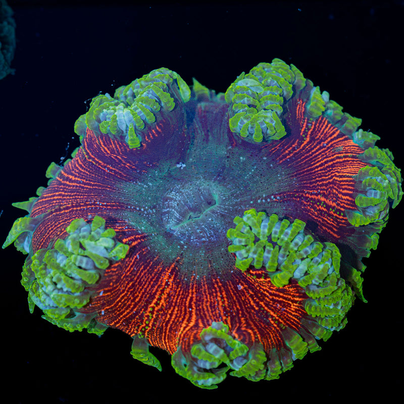 Rock Flower Anemone with oral disc in reef aquarium