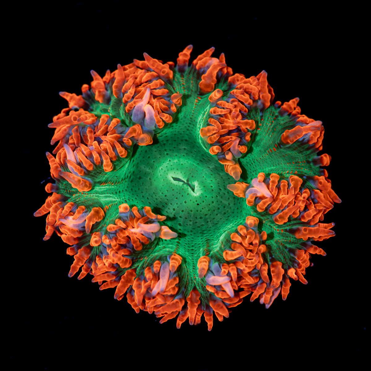Rock Flower Anemone with oral disc in reef aquarium