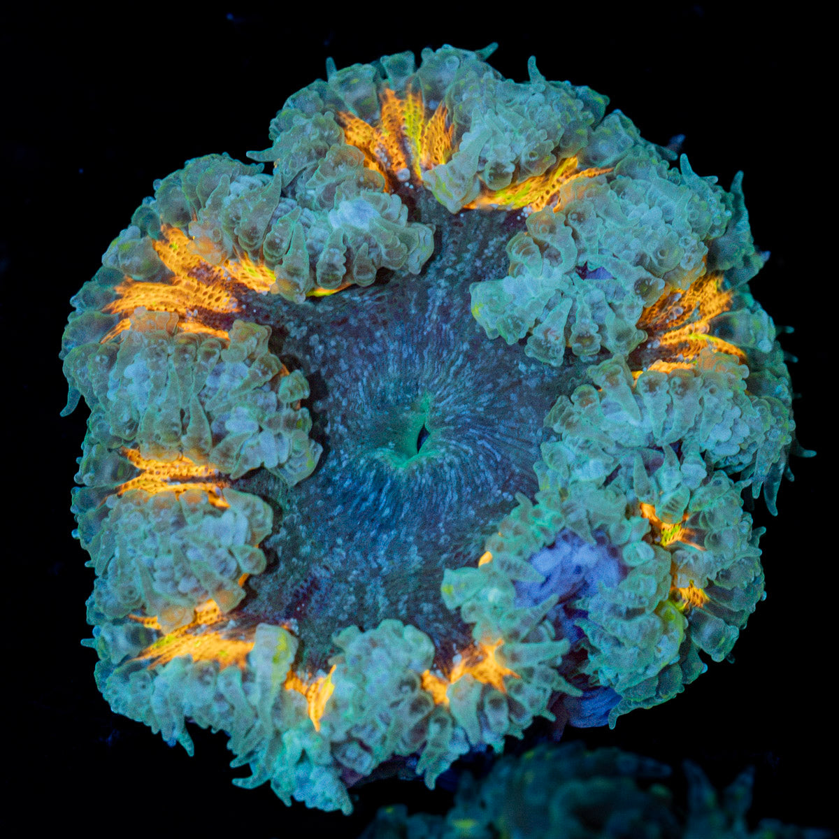 Rock Flower Anemone with oral disc in reef aquarium