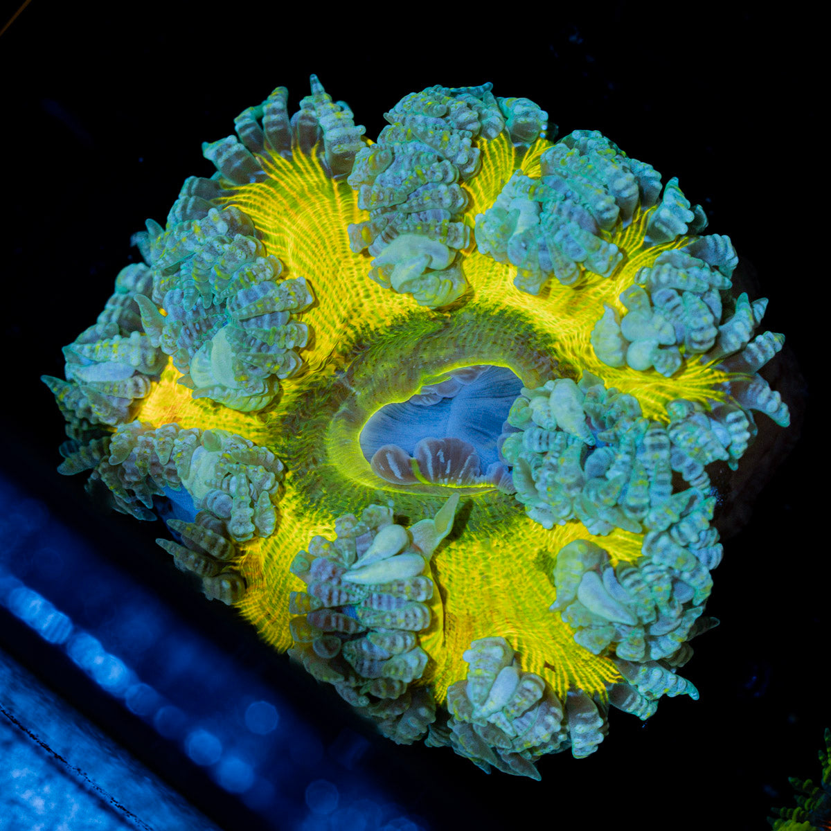 Rock Flower Anemone with oral disc in reef aquarium