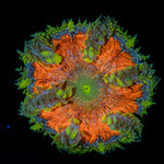Rock Flower Anemone with oral disc in reef aquarium